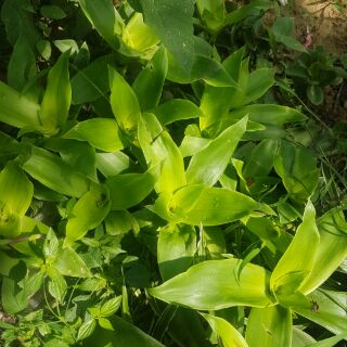 Cây lược vàng