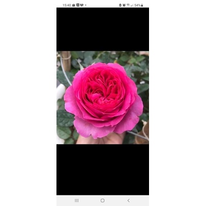 Combo 5 gốc hồng nhập ngoại đã có mầm