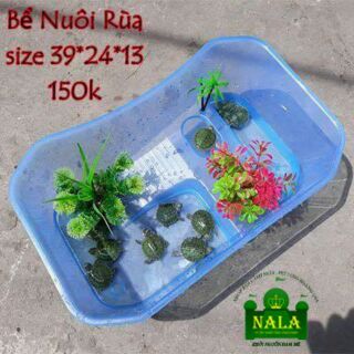 Bể nuôi cá và rùa