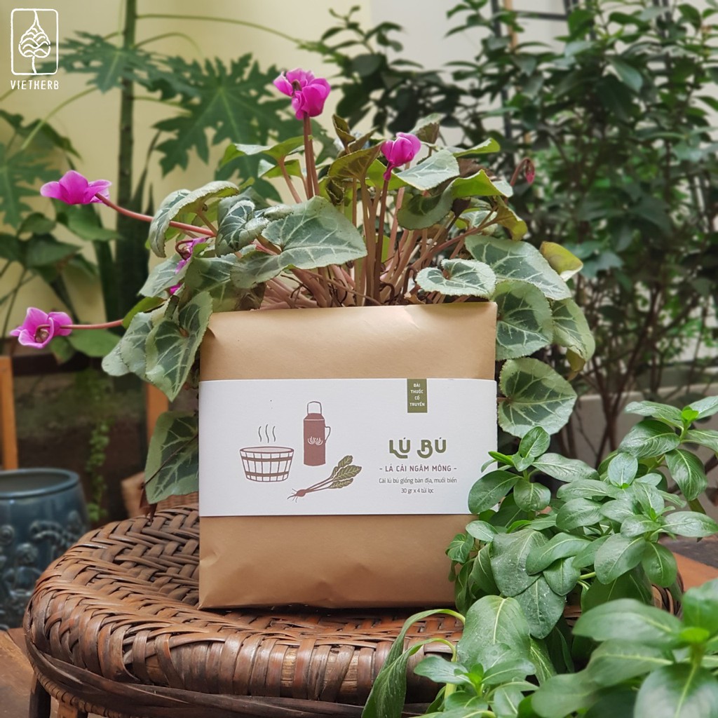 LÚ BÚ - LÁ CẢI NGÂM MÔNG  - VietHerb