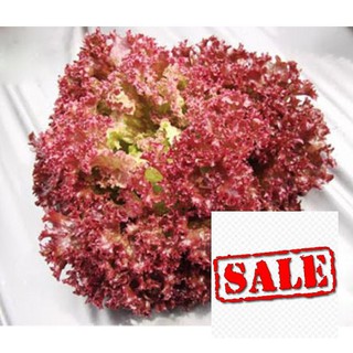 Gói 5 gr giống xà lách xoăn tím SALE