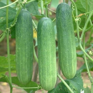 Hạt giống dưa leo OP