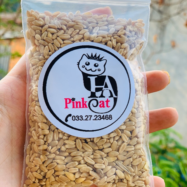 Hạt giống cỏ lúa mì - lúa mạch - cỏ cho mèo túi 100g