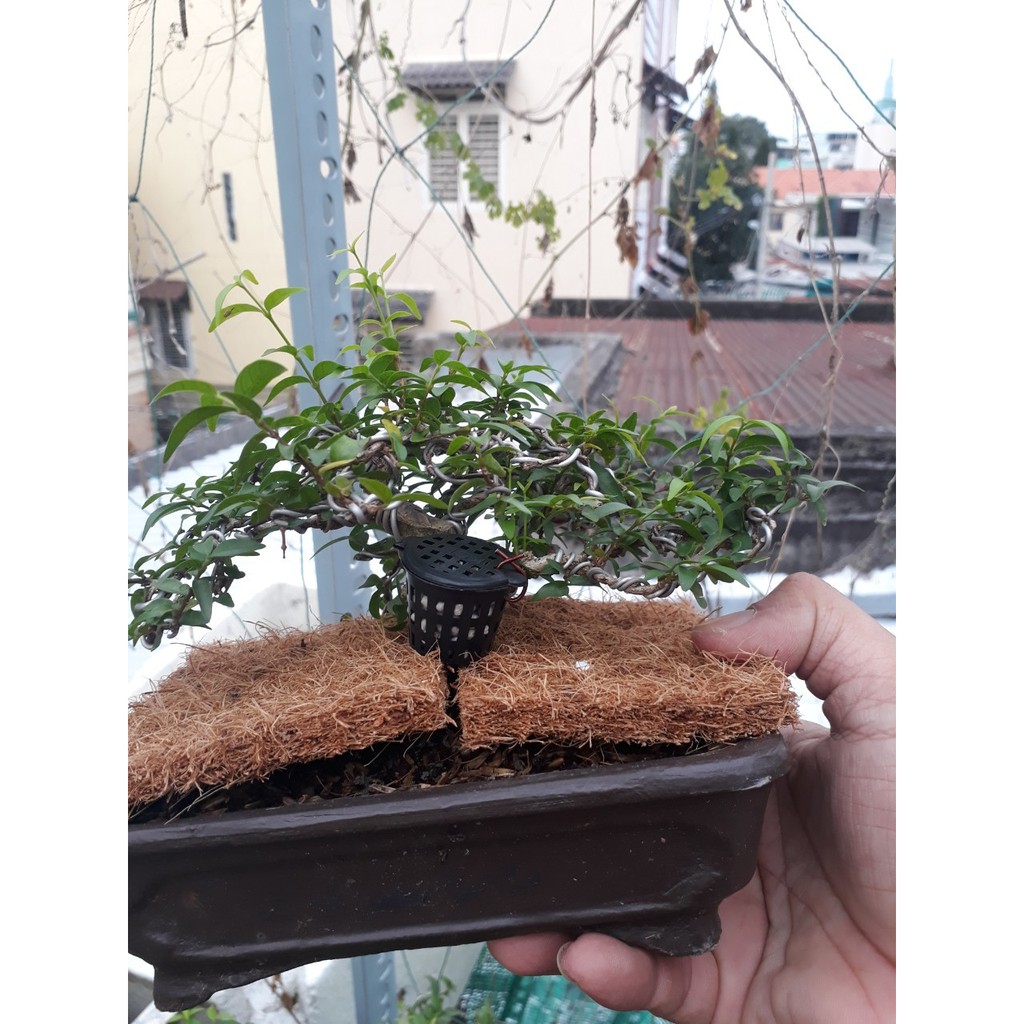 100 giỏ đựng hạt phân (rọ đựng phân) tan chậm bón cho cây cảnh, bonsai, hoa lan