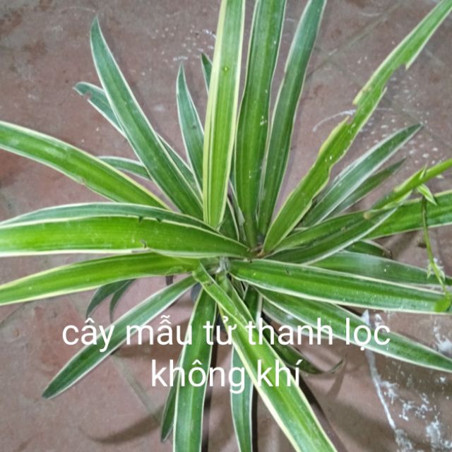 Cây mẫu tử 3 cây
