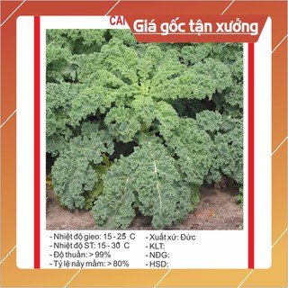 Hạt giống Cải Xoăn Xanh 0,5gram Hạt giống