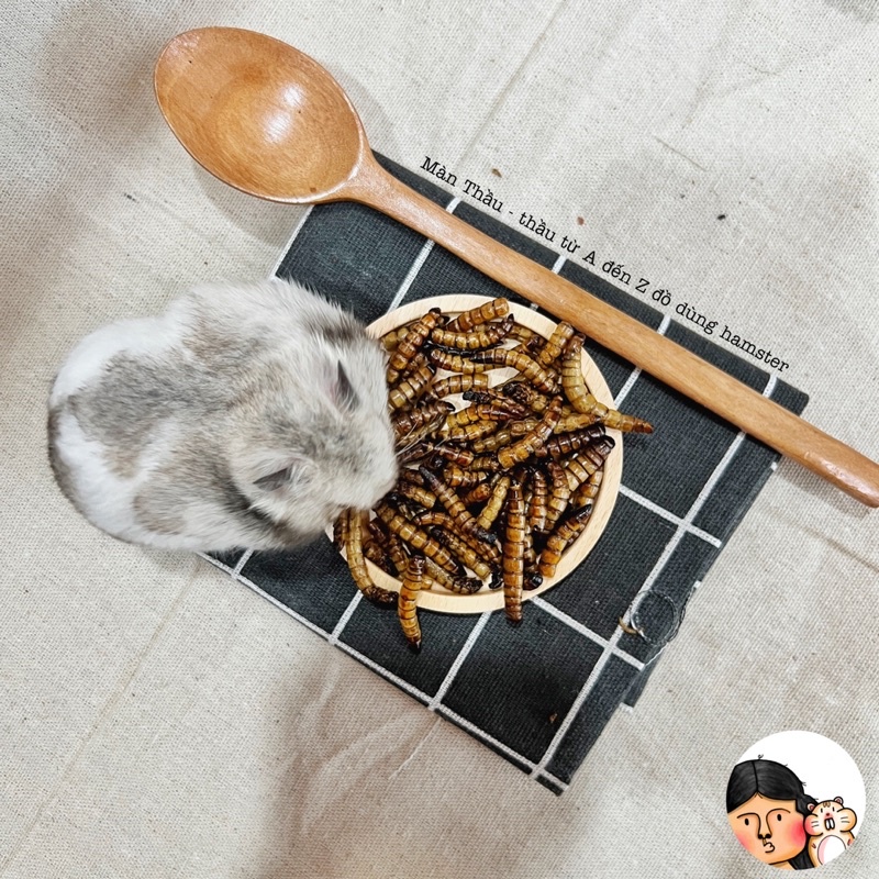 Sâu rang dành cho Hamster