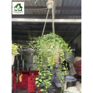 Cây Đola treo ban công - TPX