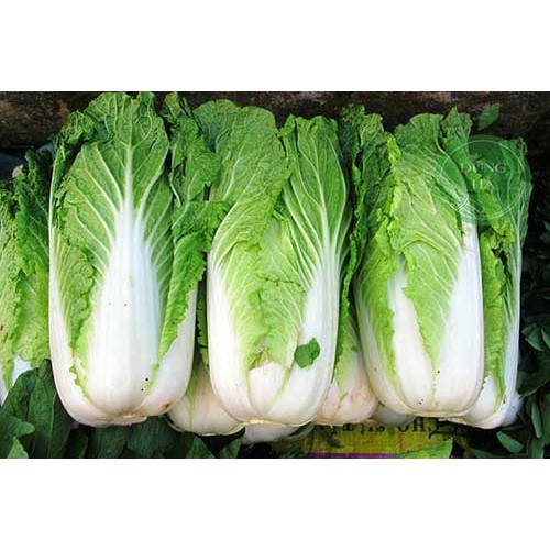 Hạt Giống Cải Thảo Năng Suất, Giòn, Ngọt, Giàu Dinh Dưỡng Gói 0.5gr (Hàng Loại 1)