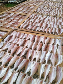 0,5kg Khô cá đù 1 nắng (size lớn, hoả tốc 2h tphcm)
