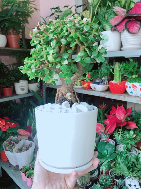 Chậu Cây Đô La Thân Cổ Thụ