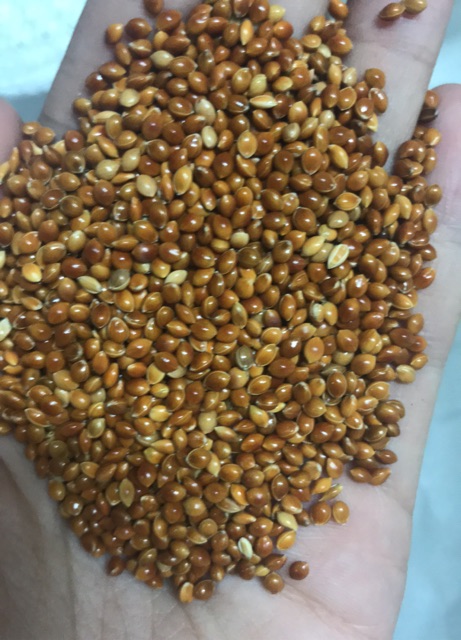 Hạt kê vàng, kê đỏ loại to gói 1kg | BigBuy360 - bigbuy360.vn