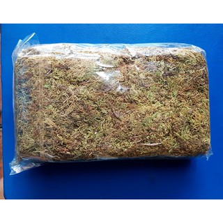RÊU RỪNG TRỒNG LAN