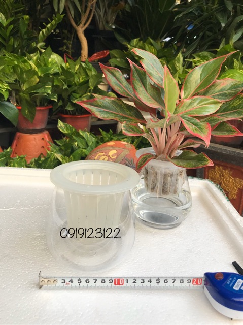 10 bộ Bình nhựa trồng cây thuỷ sinh