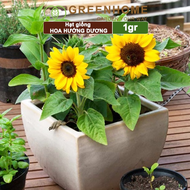 Hạt giống hoa Hướng dương ,gói 1g, dễ trồng, ra hoa bền H03 |Greenhome