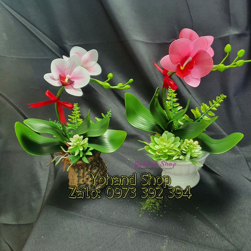 Chậu hoa Lan Hồ Điệp nhỏ trang trí bằng vải voan