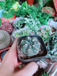 Xương Rồng Thần Long
