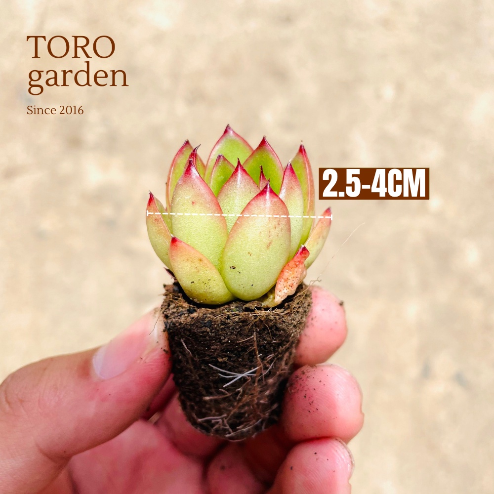 Sen đá viền lửa Đà Lạt size mini cây cảnh trang trí nhà cửa Toro garden