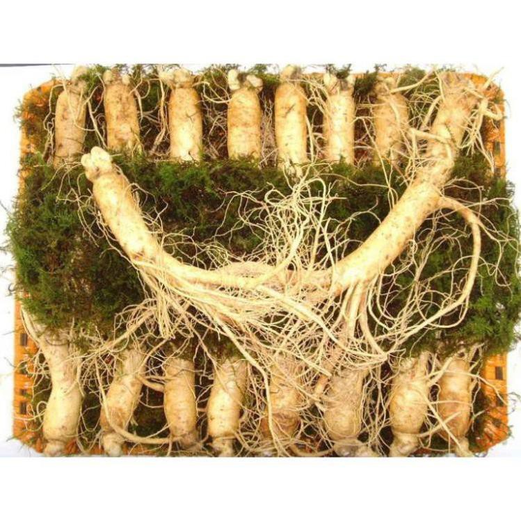 SÂM TƯƠI HÀN QUỐC 100% NHẬP KHẨU  SÂM LOẠI 20 CỦ 1 KG