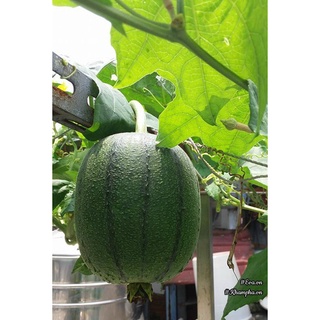 HẠT GIỐNG MƯỚP TÁO ĐÀI LOAN VỊ NGỌT HƯƠNG MẬT F1 GÓI 10 HẠT