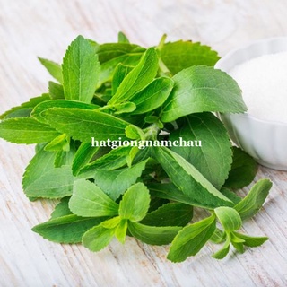 5 HẠT - HẠT GIỐNG CỎ NGỌT