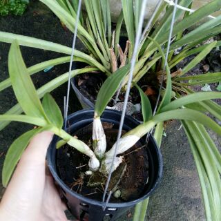 Hoa lan Chớp sữa enobij