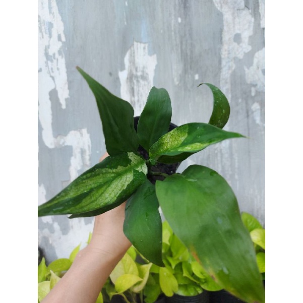 Cây lan ý cẩm thạch