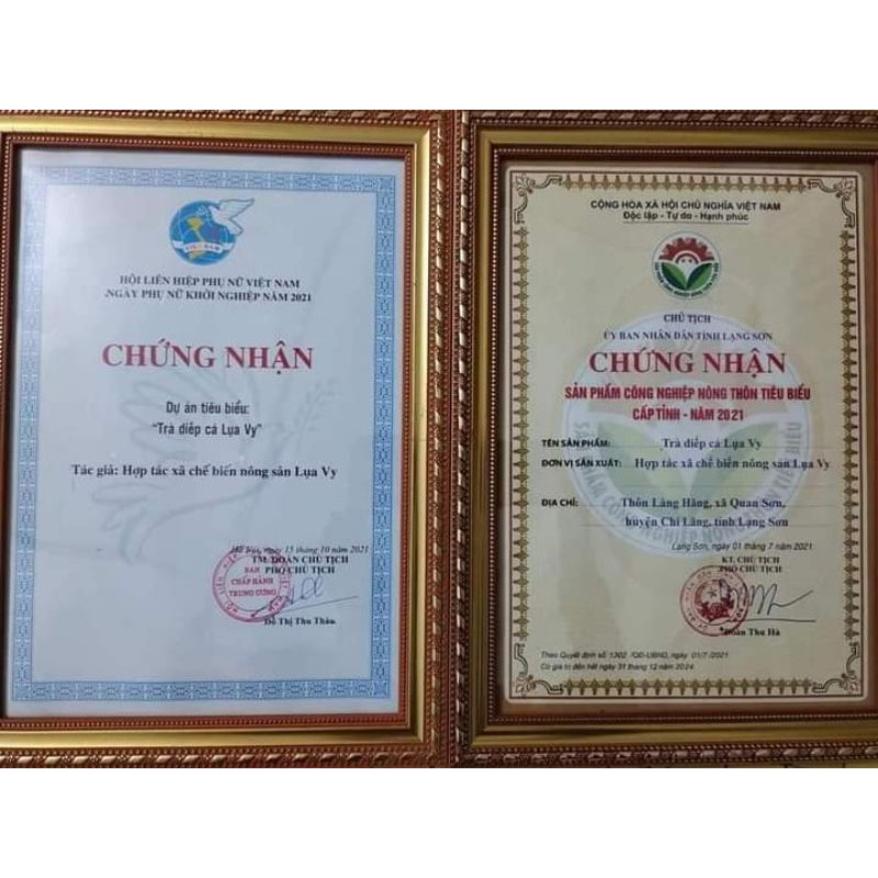 TRÀ DIẾP CÁ LỤA VY _ THANH NHIỆT VÀ GIẢI NHIỆT MÙA HÈ