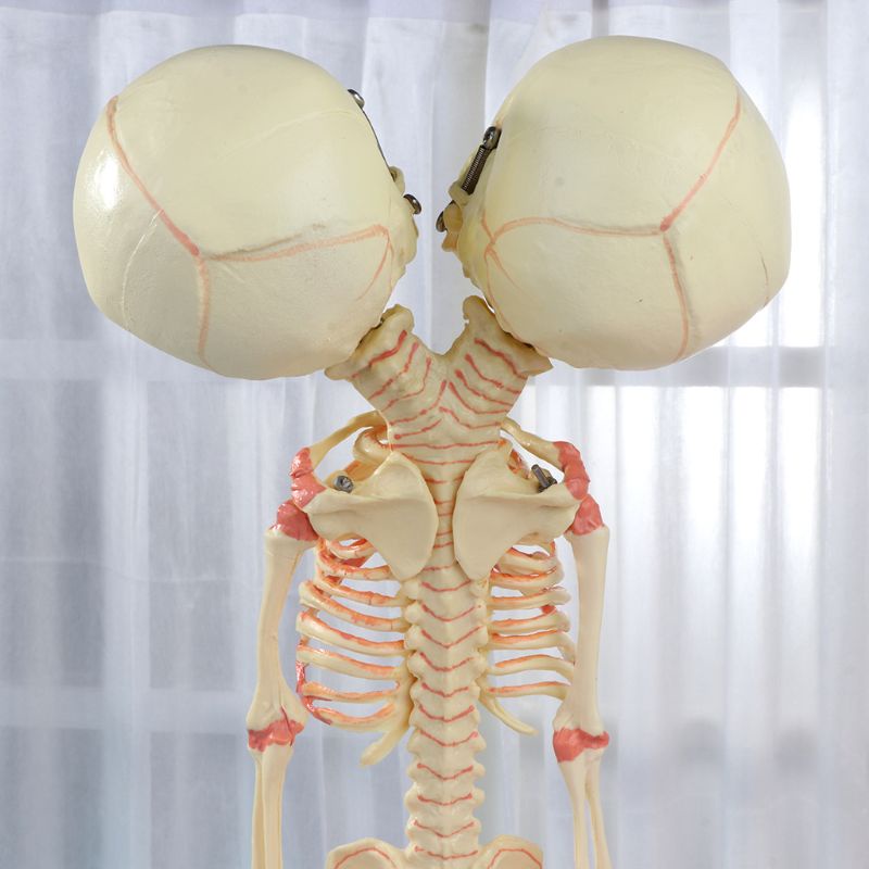 Bộ Xương Người 37cm Hai Đầu Dùng Trưng Bày Trí Não