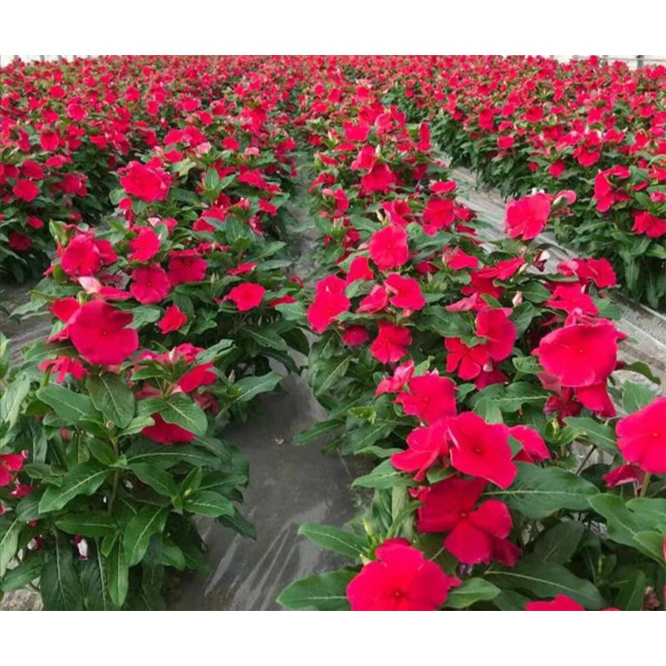 50 hạt giống dừa cạn đứng nhiều màu