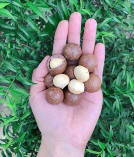 Hạt Macca Úc nứt vỏ 500gram