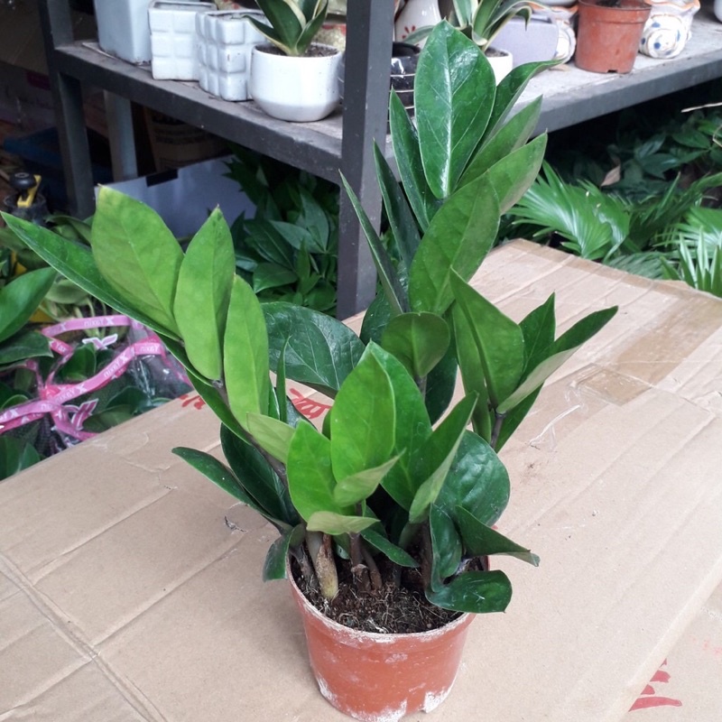 Cây kim tiền để bàn hút tài lộc