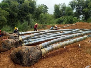 Cây tre khổng lồ