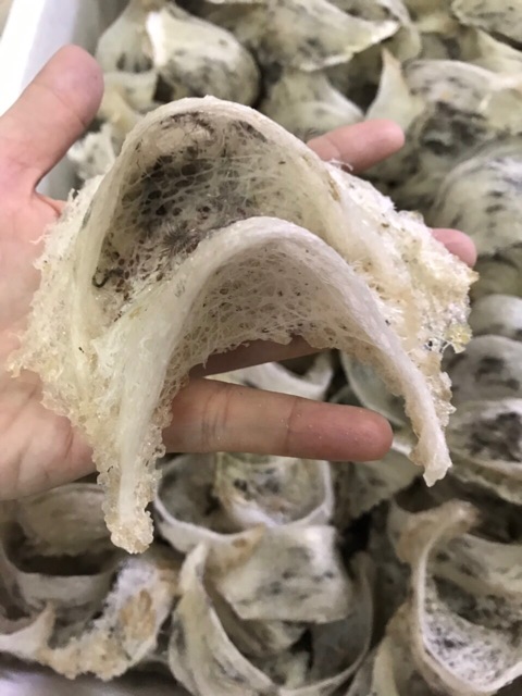 Tổ yến sào thô 50g loại 1 +🍎🍎+🍚🍚