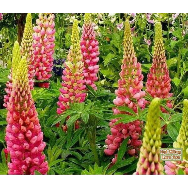 HẠT GIỐNG HOA LUPIN ( HOA ĐUÔI CHIM ) - Loài Hoa Đẹp Sang Chảnh, Quý Hiếm.