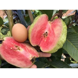 CÂY GIỐNG ỔI RUỘT ĐỎ BẾN CÁT SIÊU NGON SIÊU QUẢ- CAM KÊT GIỐNG CHUẨN F1