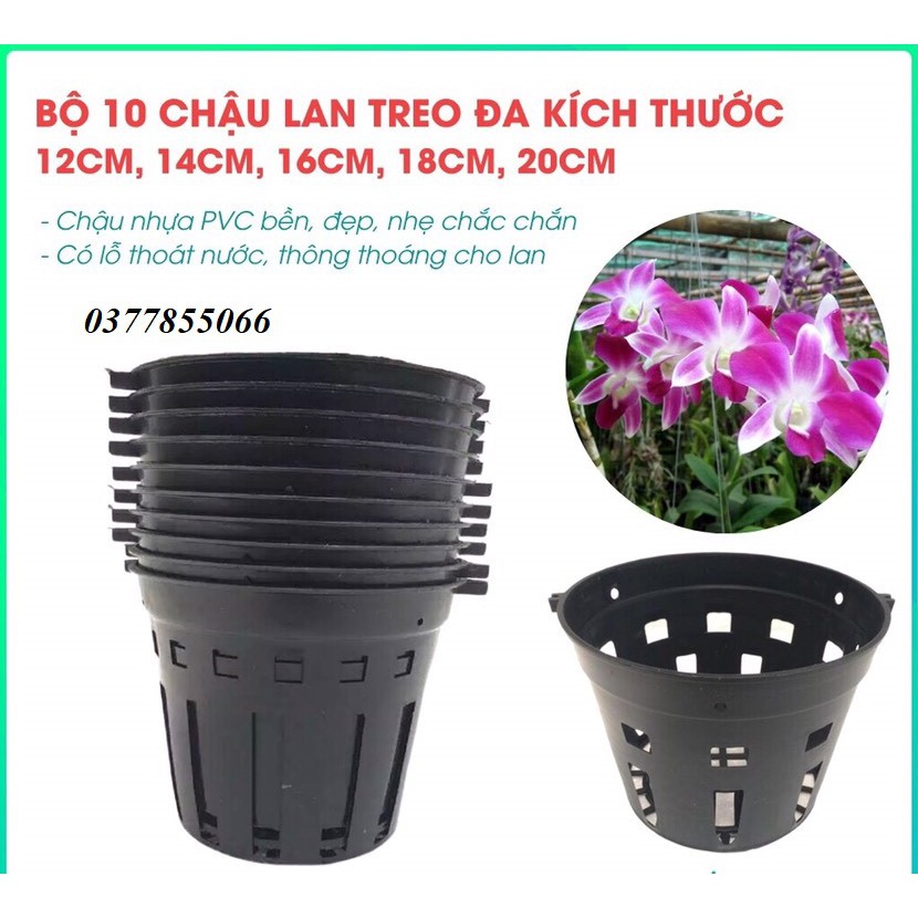 Chậu nhựa lan phi, giỏ trồng lan chuyên dụng kích thước đa dạng từ 12-15-18-20cm giá rẻ nhất (có bán sỉ)