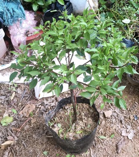 Cây nhất chi mai(mai trắng)