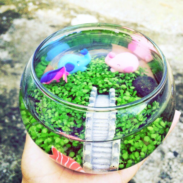 Bể cá tròn mini