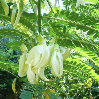 Hạt giống So đũa tứ quý bông trắng Thái Lan gói 50 hạt