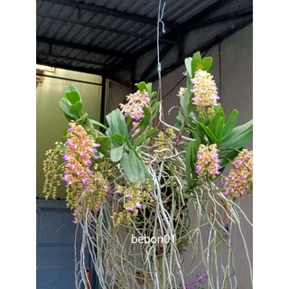 Combo 2 Cây giống lan Hoàng Nhạn Tháng 4