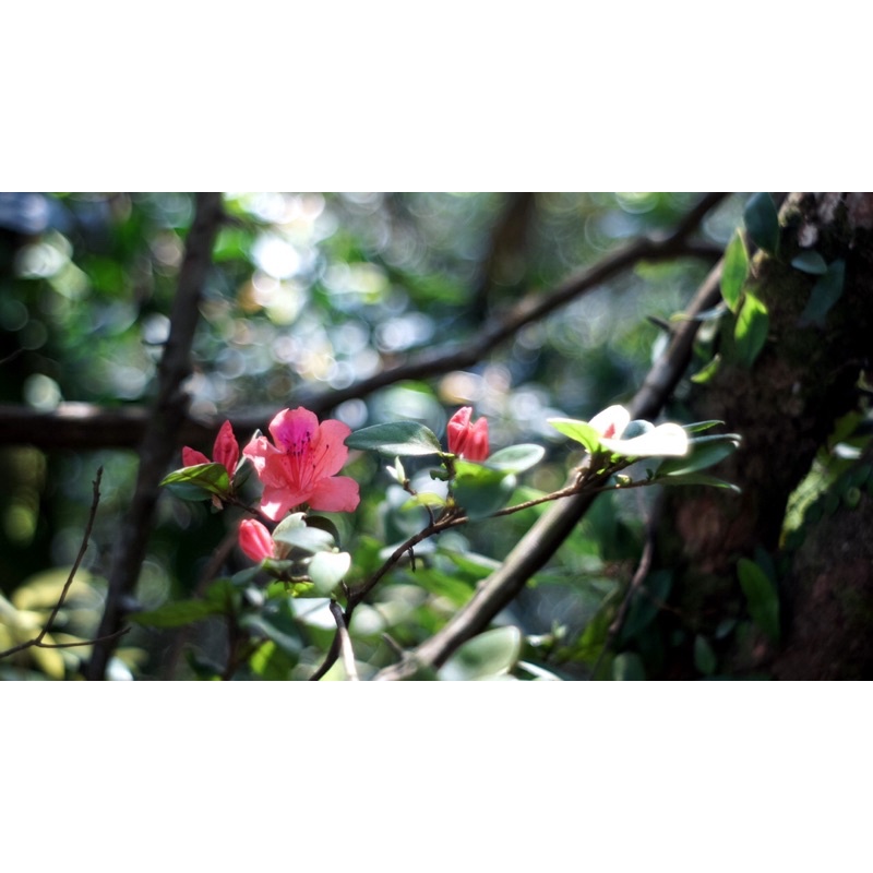 Ống kính MF jupiter 8 50/2 ngàm L39