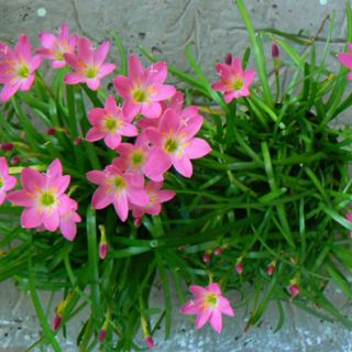10 củ hoa huệ mưa