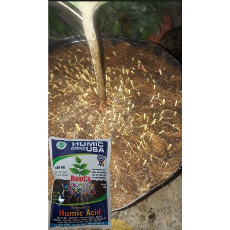 Phân bón humic usa