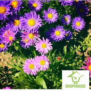 shophouse 50 Hạt giống hoa thạch thảo nhiều màu  SHOP HOUSE  TẾT KHUYẾN MẠI