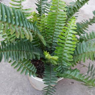 Chậu cây dương xỉ lá me lọc không khí