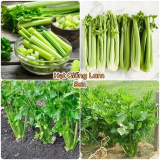 HẠT GIỐNG RAU CẦN TÂY ( Cần Tàu ) - Loài Rau Có Nhiều Công Dụng Tuyệt Vời.