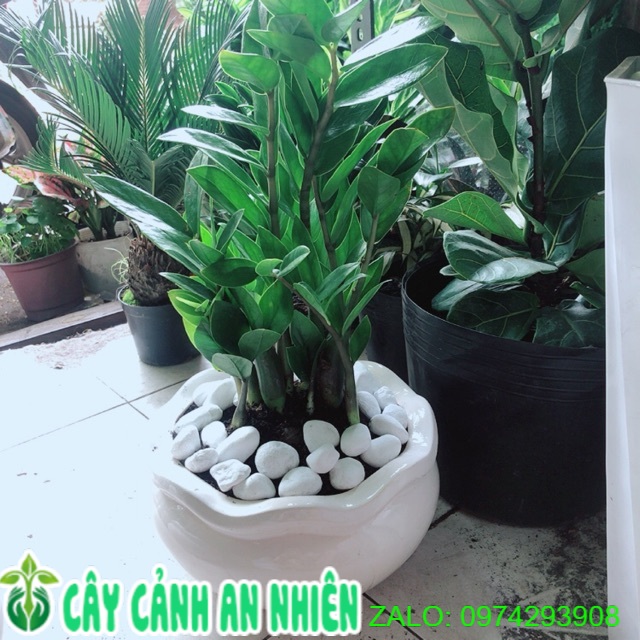 Chậu Cây Kim Tiền