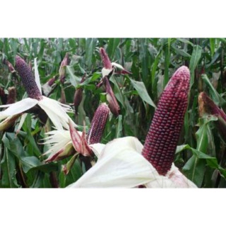 Hạt giống Bắp tím FANCY111 300 HẠT - Bắp thảo dược