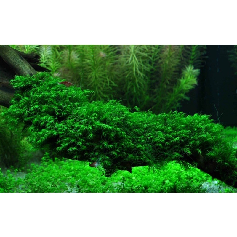 Fissidens splachnobryoides - Rêu Minifiss - Rêu Thuỷ Sinh